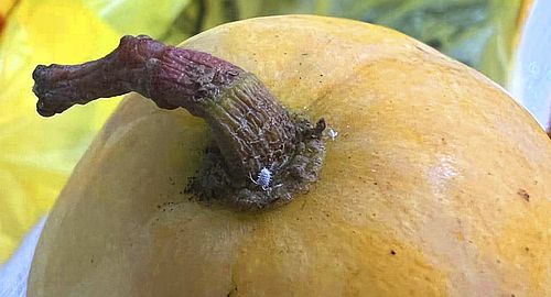 Фото пресс-службы ФГБУ «ЦОК АПК» по Красноярскому краю